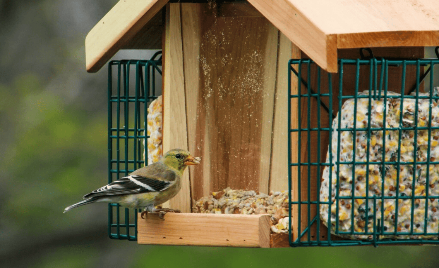BIRD SUPPLIES